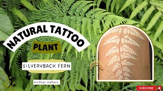 इस पौधे से बनाइए tattoo🌿silverback fernPityrogramma calomelanosadventure fun [upl. by Tseng]