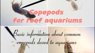 Beginners guide to copepods in your coral reef fish tank Learn about different ones in the aquarium [upl. by Doowrehs]