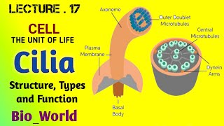 Cell The Unit of Life  Cilia  Types of cilia  Structure and Function of cilia  Muhammad Asghar [upl. by Sayer]