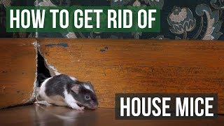 How to Get Rid of House Mice 4 Easy Steps [upl. by Halfdan]