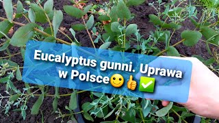 1207🌱🤝Eukaliptus gunni lekko niebieskiJak zimować eukaliptusa szkodnikizimowanieporady [upl. by Nivri212]