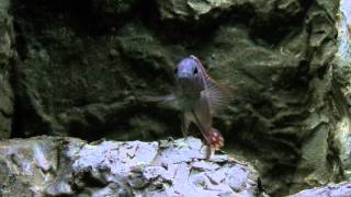 Stigmatochromis modestus gets angry [upl. by Lyford]