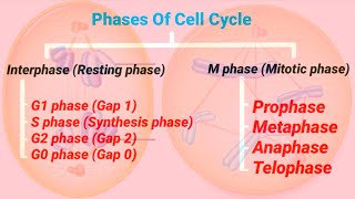 Phases Of Cell Cycle  Cell Cycle amp Cell Division  Mitotic Cell Division [upl. by Kenta]