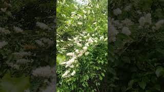 Chinese privet Ligustrum sinense in bloom on 20240417 [upl. by Jody]