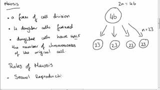 Leaving Cert Biology Meiosis [upl. by Irrot]