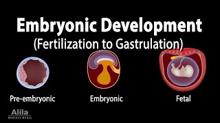 Embryology from Fertilization to Gastrulation Animation [upl. by Razec]