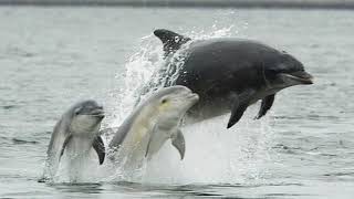 Facts The Bottlenose Dolphin [upl. by Irroc]