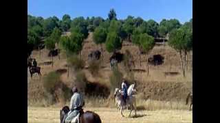 CASTREJÓN DE TRABANCOS VA  ENCIERRO POR EL CAMPO 2011 [upl. by Oicnedif238]