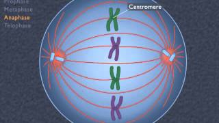 Animation How the Cell Cycle Works [upl. by Brosine]