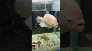 Monster Fish giveaway pirana pakku shortvideo shots short viral aquariumfish viralvideo fish [upl. by Urbannai]