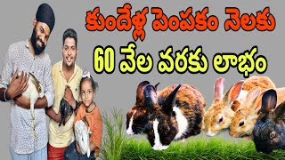 rabbit farming in Teluguకుందేళ్ల పెంపకం నెలకు 60 వేల లాభం  mmpetsworld rabbitfarming [upl. by Keon]