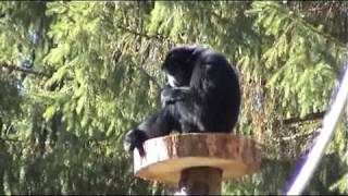 Tierpark Bad Pyrmont Neuzugang SIAMANG [upl. by Adamis]