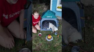 Assistant Goes Backyard Camping with her Dogs Wiggles Waggles and Waffles FamilyFun FunnyDogs [upl. by Eneg]