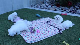 Megans Bichon Puppies [upl. by Sldney]