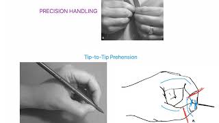 Tip to Tip Prehension WRIST AND HAND COMPLEX [upl. by Micro]