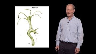 Thomas Kornberg UCSF 1 An introduction to paracrine signaling [upl. by Cressida]