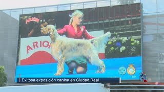 Exitosa exposición canina de la RSCE en Ciudad Real [upl. by Peltier]