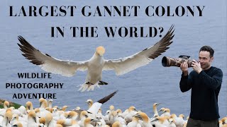 Visiting Largest Northern Gannet Colony in Canada Best Wildlife Photography Adventure [upl. by Tnomel]