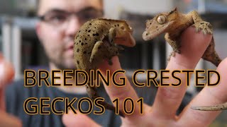 CRESTED GECKO BREEDING 101 TIPS [upl. by Eedrahc]