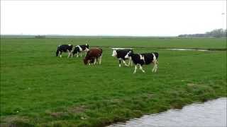 jonge koeien in de wei  young cows in the meadows having fun [upl. by Calvo]