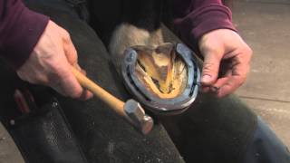 FootPro Farrier Information Series Shoeing the Hind Feet [upl. by Leanne152]