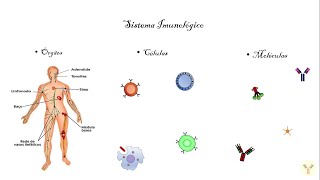 Introdução à Imunologia Órgãos linfoides primários e secundários Células do sistema imune [upl. by Atnad]