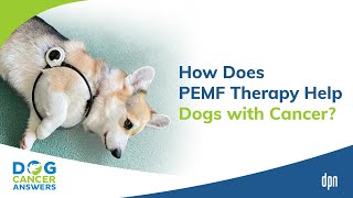 How Does PEMF Therapy Help Dogs with Cancer  Dr Erica Ancier [upl. by Citarella836]