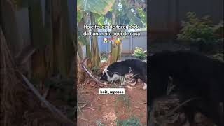 Precisando dar aquela renovada em seu pomar É só me chamar 🐾 bordercollie border pets [upl. by Outlaw]