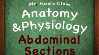 Introduction To Anatomy Physiology Abdominal Sections 0109 [upl. by Jeane929]