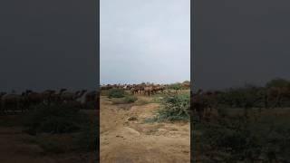 A beautiful herd of camels pass in the distance in the Tharparkar desertanimals naturelovers [upl. by Anitnahs]