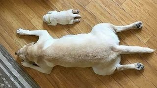 The Funniest Labradors Dog of 2024 🤣 Funniest DOGS videos [upl. by Yleik]