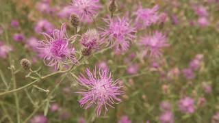 Spotted Knapweed–IWAC [upl. by Yffat647]