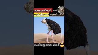 ആർക്കും അറിയാത്ത ഇതിനു പിന്നിലെ രഹസ്യം😱👀 trendingshorts shortsfeed malayalamfactstalk [upl. by Ban]