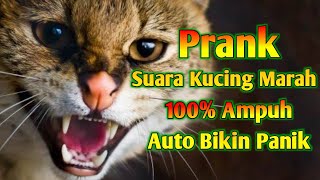 Suara Kucing Marah  Prank Suara Kucing Berantem [upl. by Jamil303]