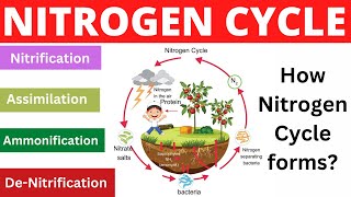 Unlocking the Secrets of Nitrogen Cycle Understanding the Importance of Nitrogen in our Ecosystem [upl. by Cutcheon]