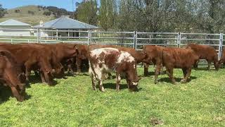 Margan steers AuctionsPlus 41024 [upl. by Keare]