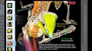 Muscle amp Motion  Piriformis Stretch [upl. by Muraida]