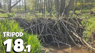 Crunchy Start And Big Amount Of Water  Beaver Dam Removal With Excavator No181 [upl. by Aidole]