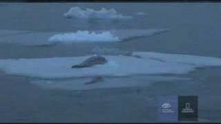 Orcas Attack a Crabeater Seal in Antarctica [upl. by Henson423]