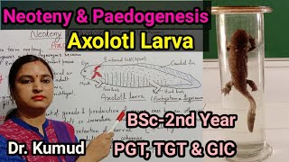 Neoteny amp Paedogenesis AxolotlLarva Factors of NeotenyExtrinsicIntrinsic amp Environment BSc2PGT [upl. by Eden]