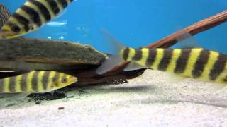 Leporinus fasciatus Banded Leporinus Fantasy Aquatics [upl. by Nerrej]