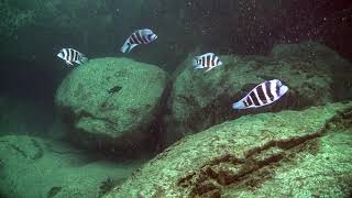 The deep water of Lake Tanganyika [upl. by Sharline105]