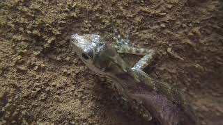 Water anole underwater breathing [upl. by Acinna]