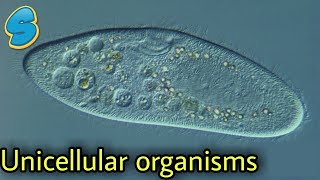 Amoeba  Paramecium  Euglena  Yeast  more በአማርኛ Grade 8 biology Unit 2 Part 1 [upl. by Oakie90]