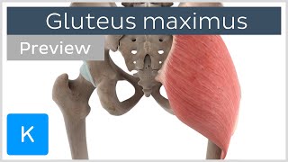 Functions of the gluteus maximus muscle preview  3D Human Anatomy  Kenhub [upl. by Lachus]