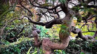 Exceptional 70 year old Acer palmatum dissectum pruned late June in Kirkland WA japanesemaple [upl. by Atinaw827]