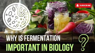 How Fermentation Sparks Innovation and Health [upl. by Hanser]