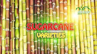 sugarcane varieties [upl. by Eleph]