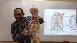 Anatomy by Dr fawzy 104 thorax thoracic inlet [upl. by Briny]