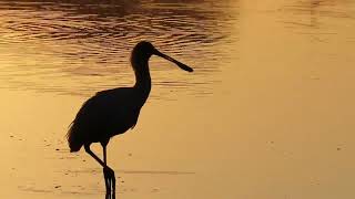 African Spoonbill call  sound [upl. by Whitcher]